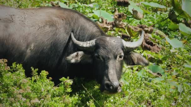 Zwarte buffel in de struiken van lotus — Stockvideo