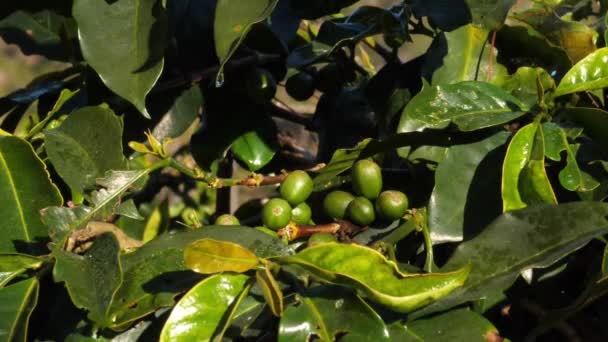 Zöld kávébab a fán. — Stock videók