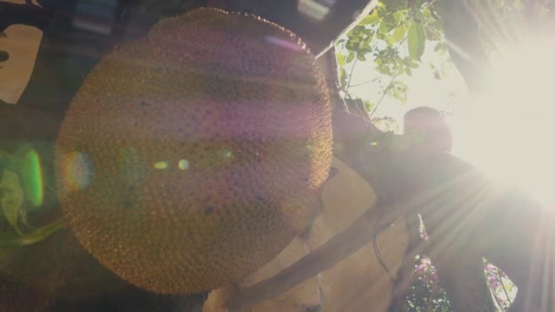 Jackfruit fruit on the tree — Stock Video