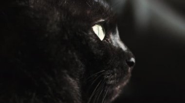 Yakından kara kedi bakıyor.