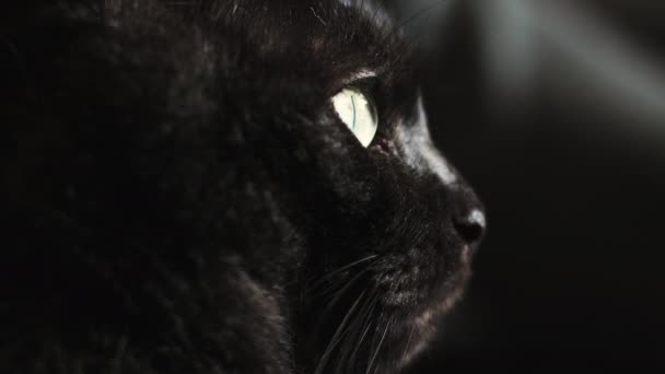 Gros plan chat noir regardant — Video