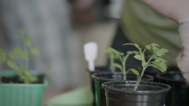 Γυναίκα Σπέρνοντας Seedlings Σε Pots — Αρχείο Βίντεο