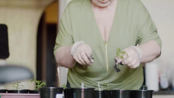 Femme sénior semis dans des pots — Video