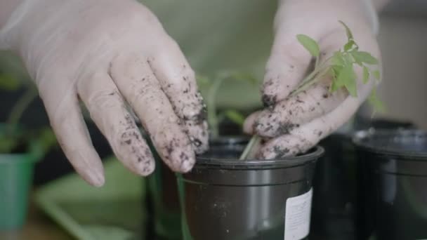 Siembra de plántulas en macetas — Vídeos de Stock