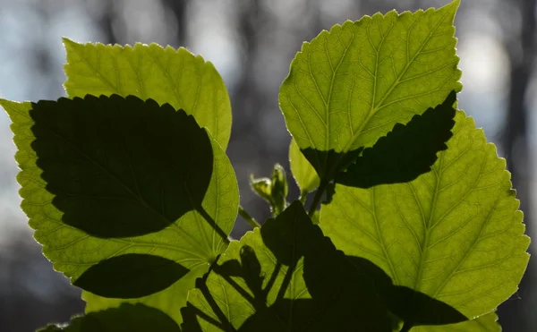 Sombras Uma Planta Interior Verde Sol Inverno Profundo — Fotografia de Stock