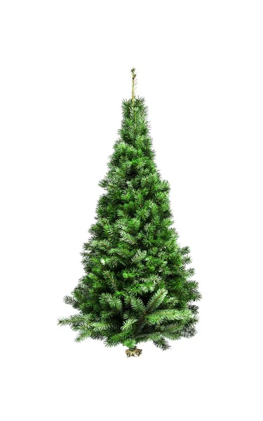 Weihnachtsbaum ohne Schmuck — Stockfoto