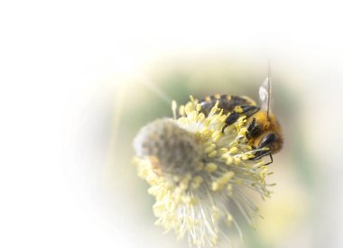 Güneşli bir bahar çiçek bitki arı pollinates.