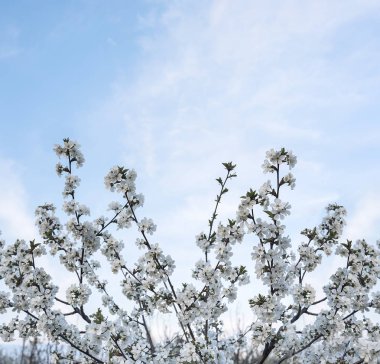 Çiçek açan kiraz ağacı.