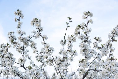 Çiçek açan kiraz ağacı.