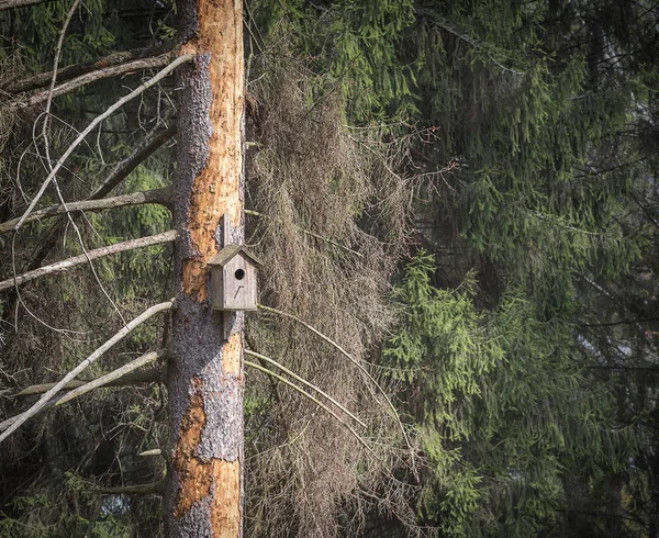 Casa de pássaro de madeira em uma árvore . — Fotografia de Stock