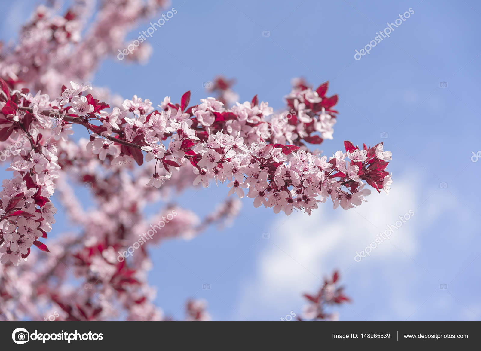 Árbol floreciente con flores rosadas. u2014 Foto de stock 