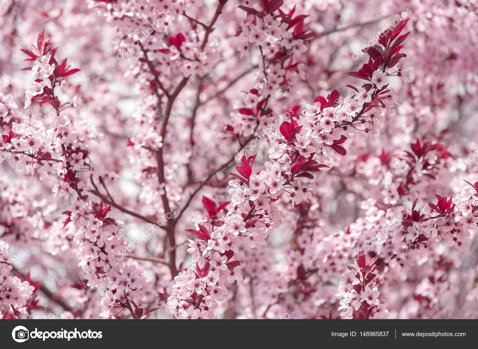 ピンクの花が咲く木 ストック写真 C Believeinme ピンクの花が咲く木 ストック写真 C Believeinme