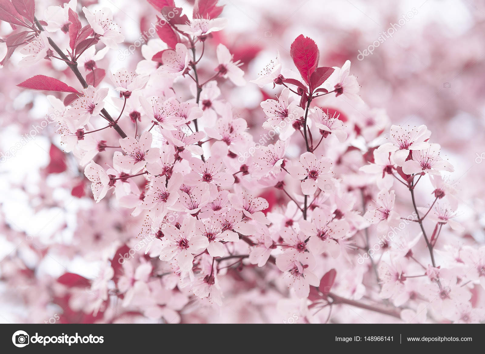 ピンクの花が咲く木 ストック写真 C Believeinme ピンクの花が咲く木 ストック写真 C Believeinme