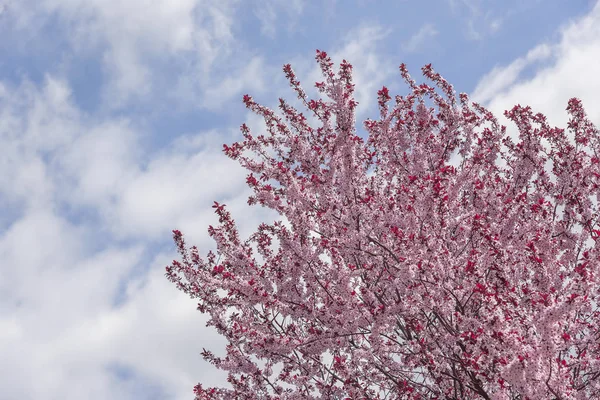 Blooming tree with pink flowers. — Stock Photo, Image