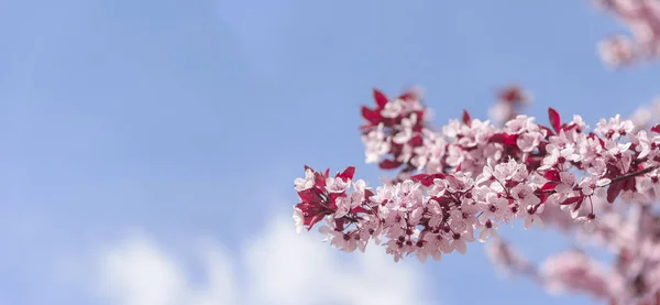 Blooming tree with pink flowers. — Stock Photo, Image