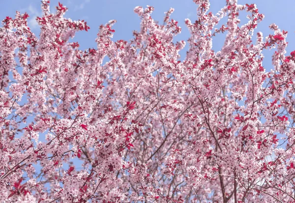 Copac înflorit cu flori roz . — Fotografie, imagine de stoc