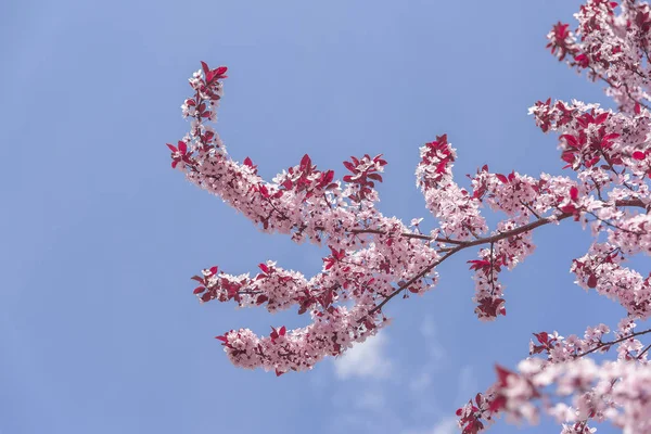 Blooming tree with pink flowers. — Stock Photo, Image