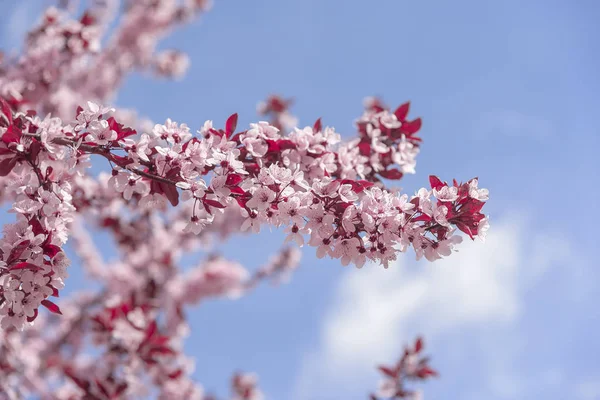 Blooming tree with pink flowers. — Stock Photo, Image