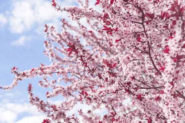 Blooming tree with pink flowers. — Stock Photo, Image