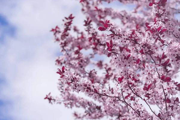 Blooming tree with pink flowers. — Stock Photo, Image