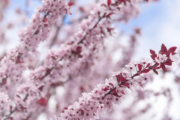 Blooming tree with pink flowers. — Stock Photo, Image