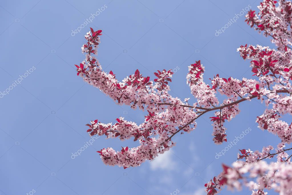 bloeiende boom met roze bloemen — Stockfoto © believeinme ...