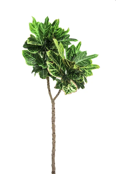 Groene blad van de palmboom geïsoleerd. — Stockfoto