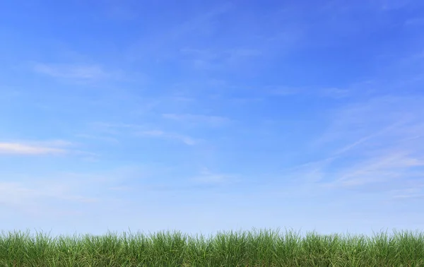 Gras isoliert gegen den blauen Himmel. — Stockfoto