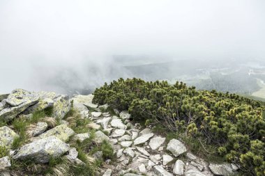 Dağ iz. Tatra Dağları.