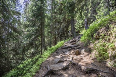 Dağ yeşil orman patika.