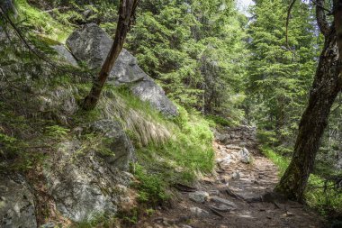 Dağ yeşil orman patika.