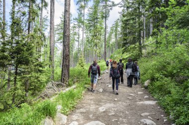 Turist grup bir orman yolu üzerinde git.