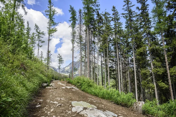 Fußweg im grünen Bergwald. — Stockfoto