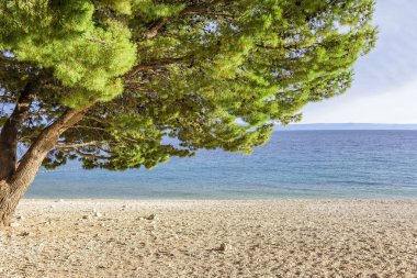 Güzel çam ağaçları ve akşamları mavi denizin kıyıları. Hırvatistan.