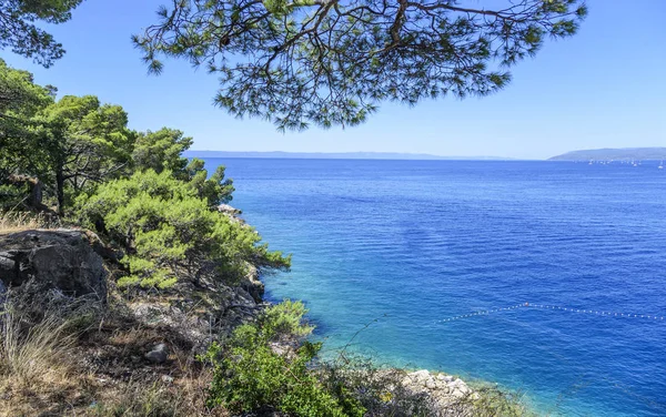 Güzel çam ağaçları ve akşamları mavi denizin kıyıları. Hırvatistan.