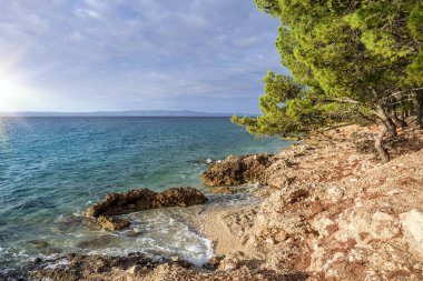 Güzel çam ağaçları ve akşamları mavi denizin kıyıları. Hırvatistan.