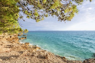 Güzel çam ağaçları ve akşamları mavi denizin kıyıları. Hırvatistan.