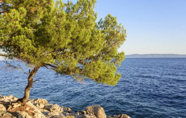 Güzel çam ağaçları ve akşamları mavi denizin kıyıları. Hırvatistan.