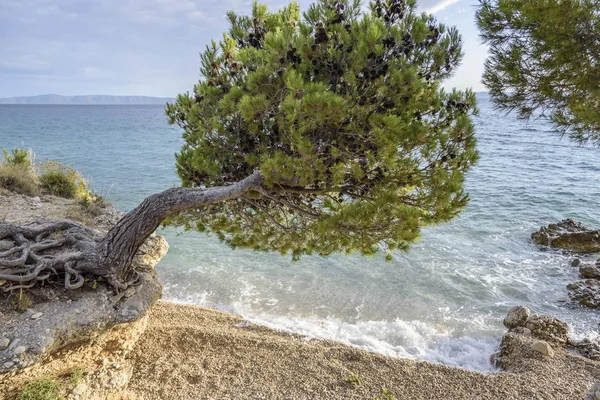Güzel çam ağaçları ve akşamları mavi denizin kıyıları. Hırvatistan.
