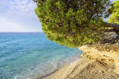 Mavi deniz kıyısında çam. Hırvatistan.