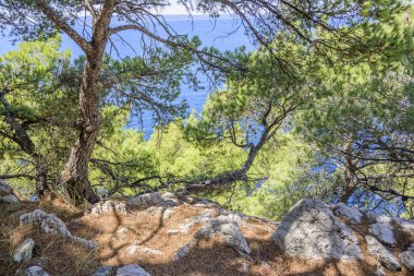 Mavi deniz kıyısında çam. Sonbahar renkleri görüntüde. Hırvatistan.