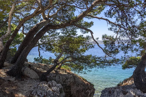 Pine on the shore of the blue sea. Image in autumn colors. Croatia. — Stock Photo, Image