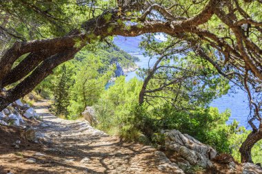Mavi deniz kıyısında çam. Sonbahar renkleri görüntüde. Hırvatistan.