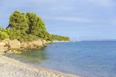 Mavi deniz kıyısında çam. Sonbahar renkleri görüntüde. Hırvatistan.