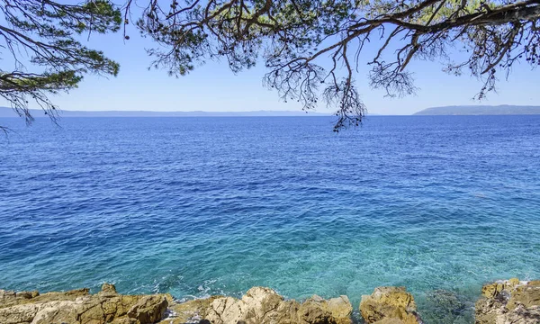 Beautiful pine trees and the shore of the blue sea in the evening. Croatia. — Stock Photo, Image