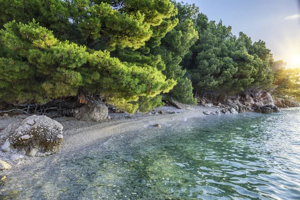 Mavi deniz kıyısında çam. Sonbahar renkleri görüntüde. Hırvatistan.