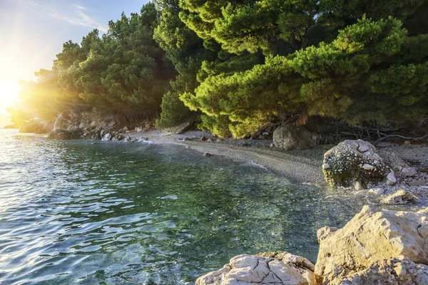 Pinheiro na margem do mar azul. Imagem em cores de outono. Croácia . — Fotografia de Stock