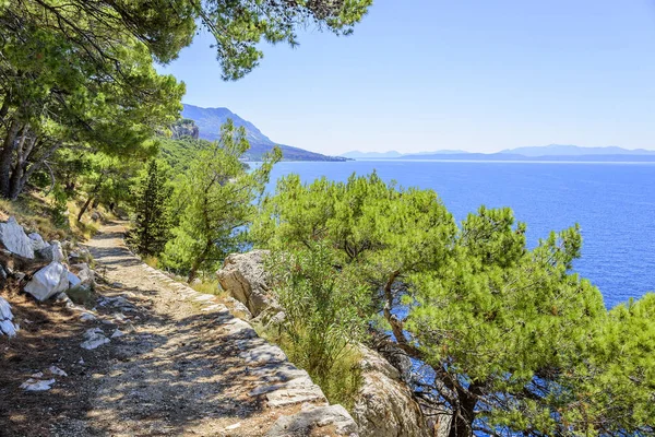 Mavi deniz kıyısında çam. Sonbahar renkleri görüntüde. Hırvatistan.