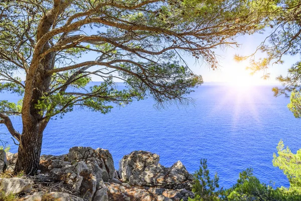 Pinheiro na margem do mar azul. Imagem em cores de outono. Croácia . — Fotografia de Stock