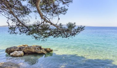 Güzel çam ağaçları ve mavi deniz kıyısında. Hırvatistan.